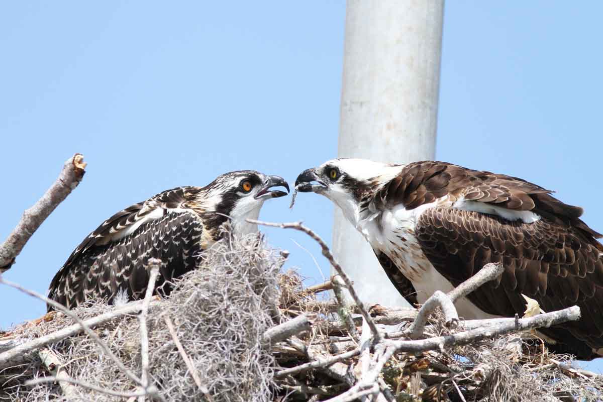 osprey feeding