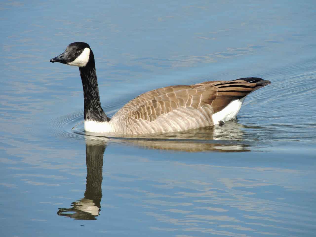A Canadian Goose swimming in a lake