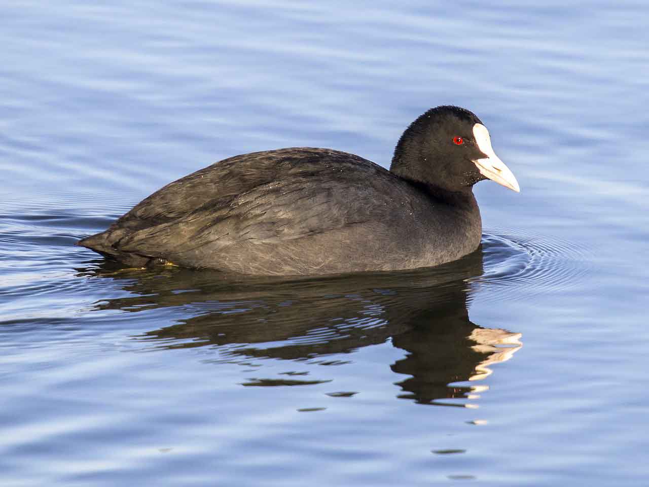 An American Coot swimming in a lake.