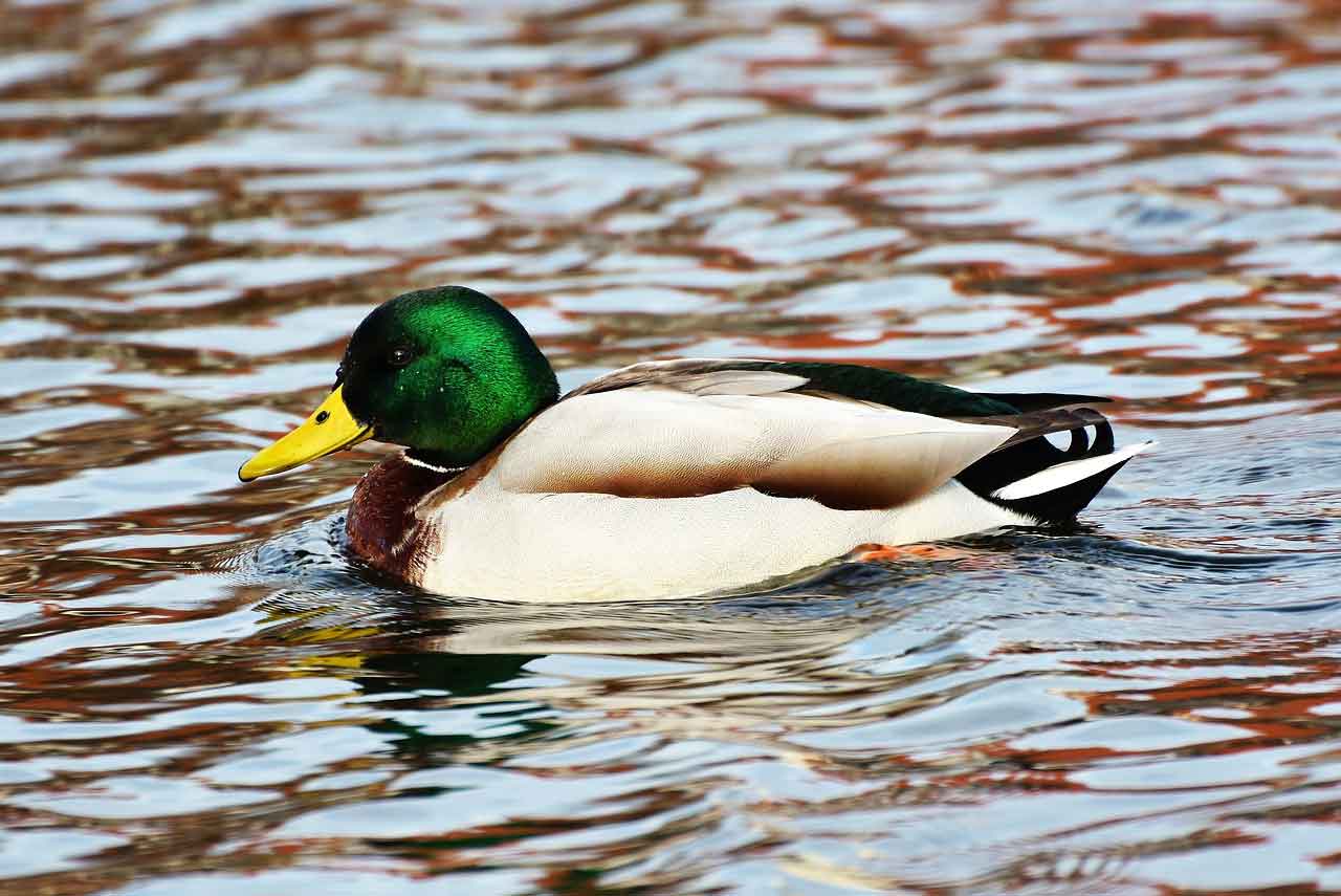 A mallard duck floating in a lake.