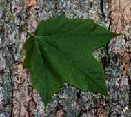 maple tree leaves identification