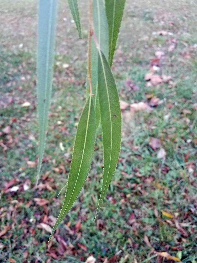 The leaf of a Black Willow Tree