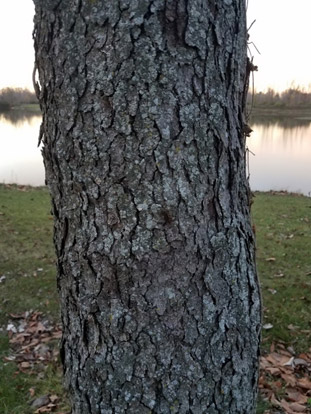 flowering cherry tree bark