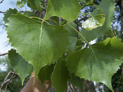Eastern Cottonwood leaves