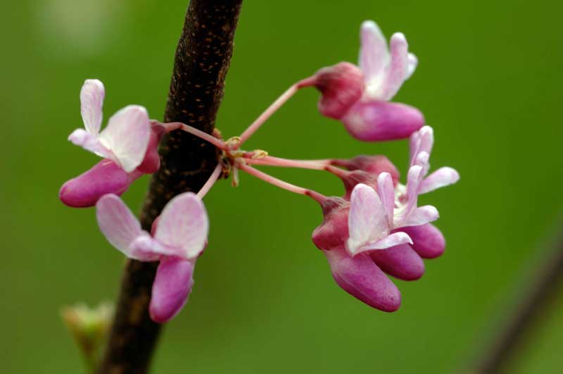 Eastern Redbud Cercis Canadensis Learning Stations At Ariel Foundation Park