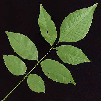 Green ash store leaf