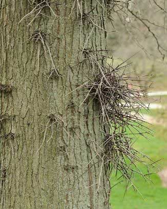 black locust tree thorns