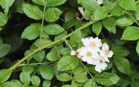 Image of Rosa multiflora, wild rose bush