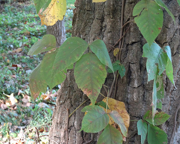 Poison Ivy leaves of 3