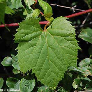 Riverbank Grape Leaf