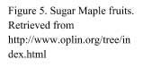 Sugar Maple Cap 5