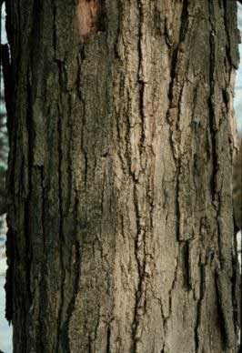 Sugar Maple (Acer saccharum) - Learning Stations at Ariel