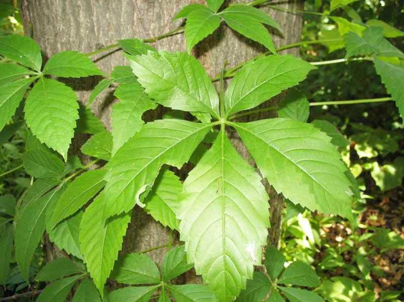 Parthenocissus quinquefolia- Virginia Creeper