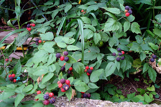 blackraspberries 01
