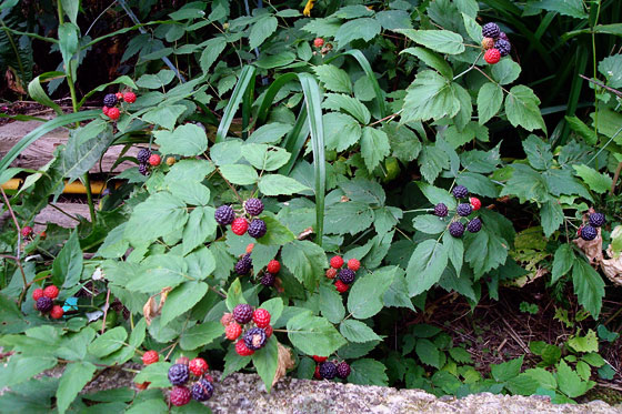 black raspberry bush