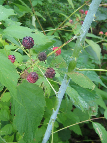 Rubus occidentalis BLACK RASPBERRY Fruit Seeds 
