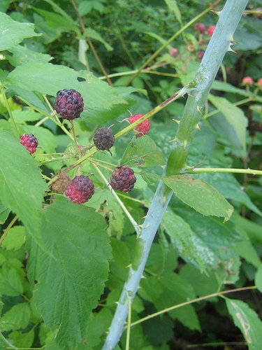 wild raspberry plants