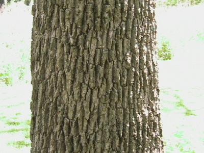 Bark of a Black Walnut Tree