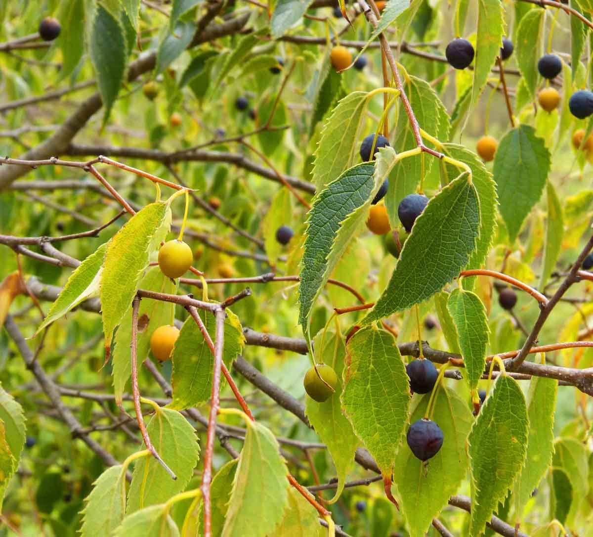 Hackberry Celtis Occidentalis Learning Stations At Ariel Foundation Park 8722