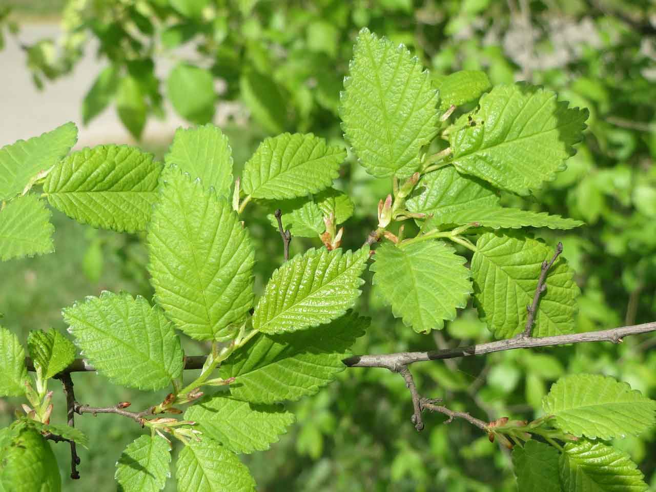 Ulmus Rubra Tree